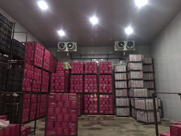 蒲城縣三裕村800噸蘋果冷藏庫
